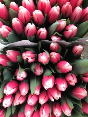 Tulipmania