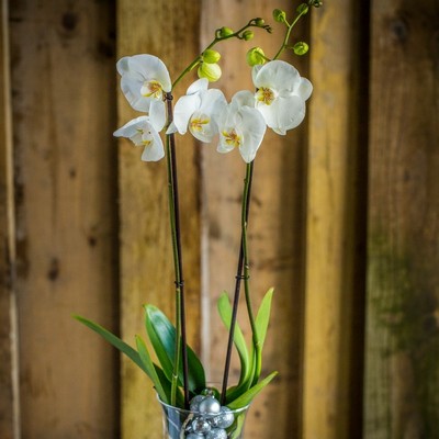 Elegant Orchid