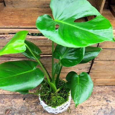 Monstera Plant £15