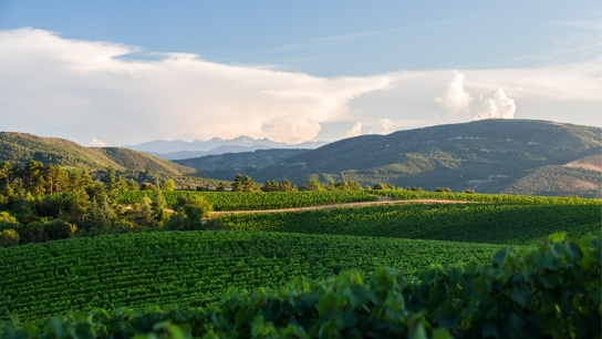 Sauvignon Blanc for delivery in Darlington