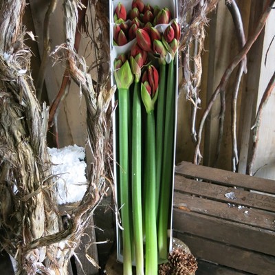 Box of Amaryllis