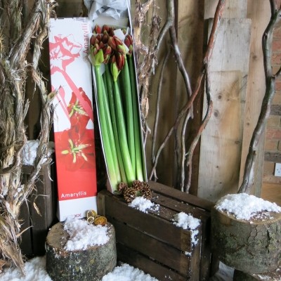 Box of Amaryllis