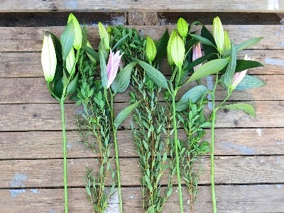 Collection Lily Stems from £14