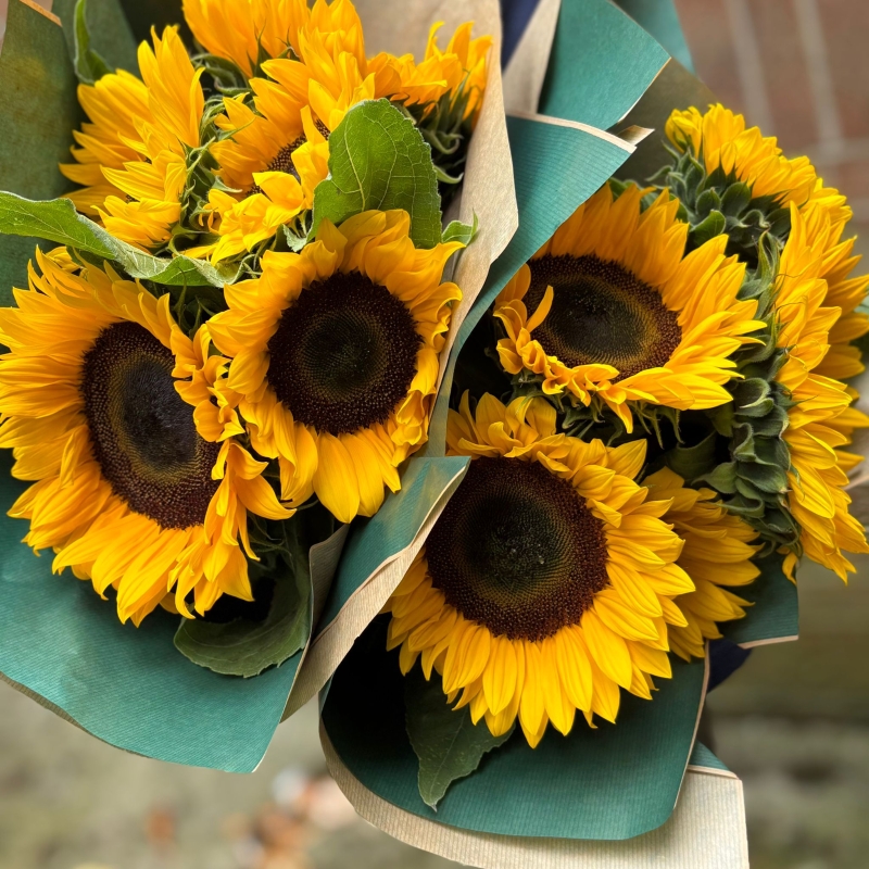 Cut Steams Sunflowers
