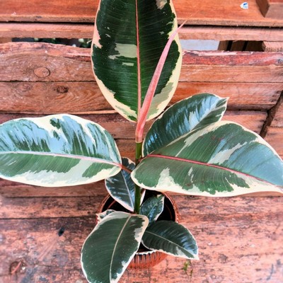 Ficus Elastica £10