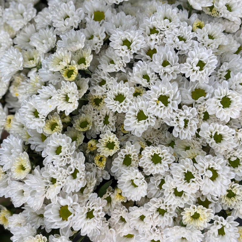 Cut Stems Santini