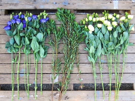 Lisianthus Stems