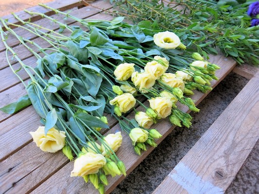 Lisianthus Stems