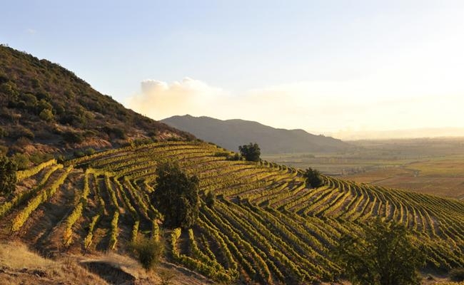 Loma Negra Gran Reserva Merlot,