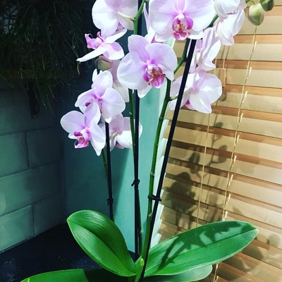 Pink Phalaenopsis Orchids