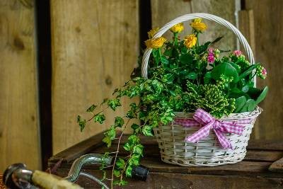 Planted Basket