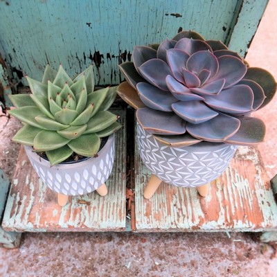 Tripod Succulents £22