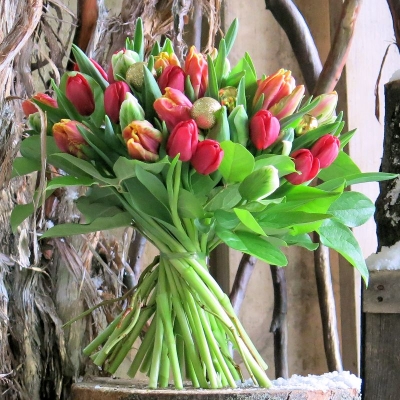 Twentyfive Tulips