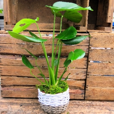 Monstera Plant £15