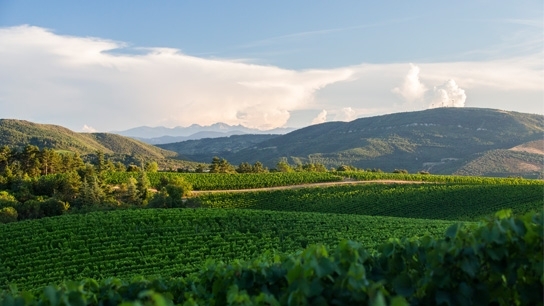 Sauvignon Blanc for delivery in Darlington