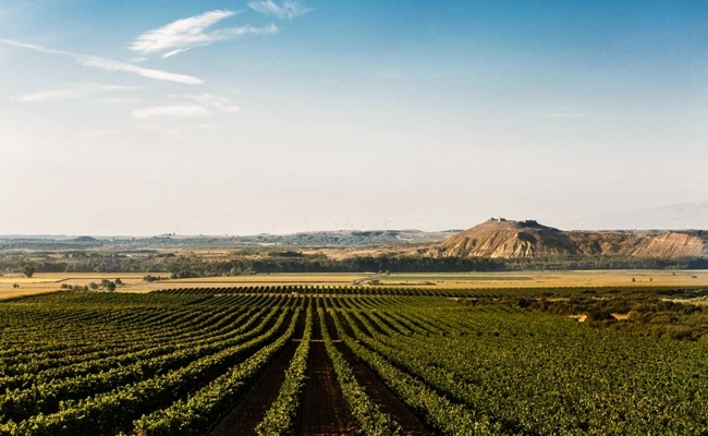 Tempranillo for delivery in Darlington and Nationwide