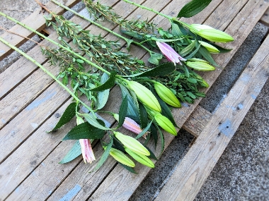 Collection Lily Stems from £14