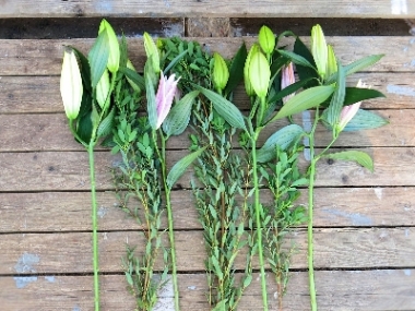 Collection Lily Stems from £14