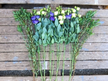 Collection Lisianthus Stems from £15