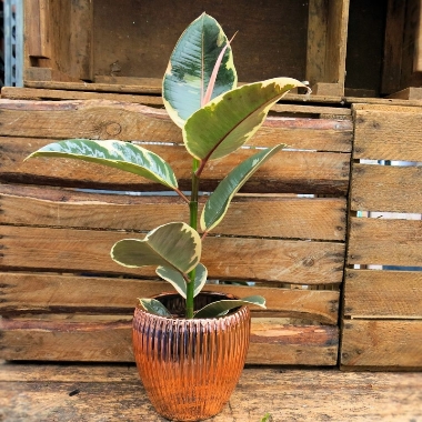 Ficus Elastica £10