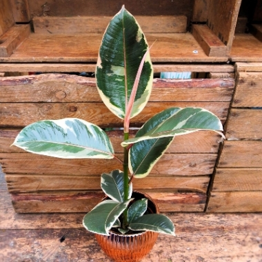 Ficus Elastica £10