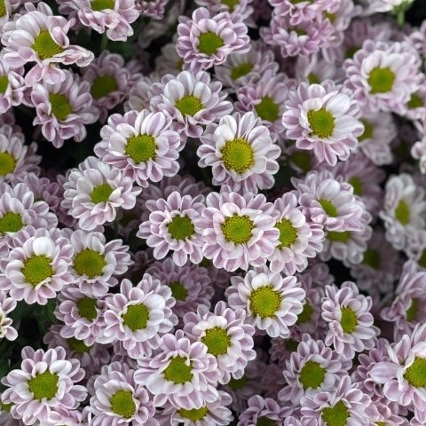 Cut Stems Santini