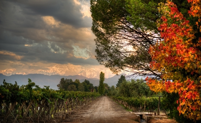 Malbec for delivery in Darlington 