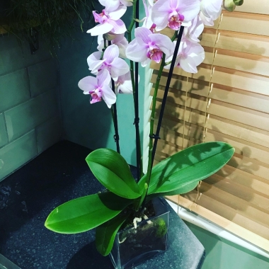 Pink Phalaenopsis Orchids