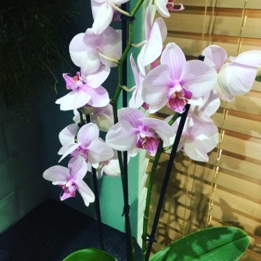 Pink Phalaenopsis Orchids