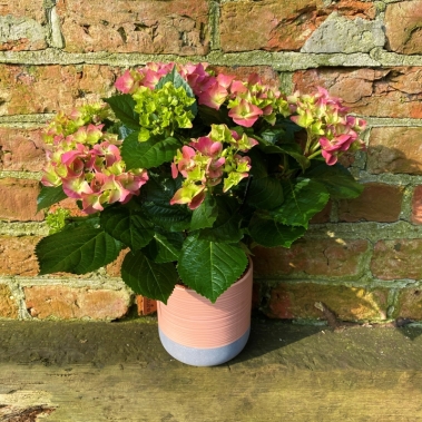 Pink Potted Hydrangea Plant