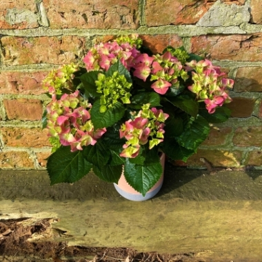 Pink Potted Hydrangea Plant
