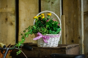 Planted Basket