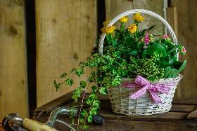 Planted Basket