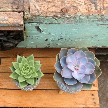 Tripod Succulents £22