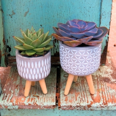 Tripod Succulents £22